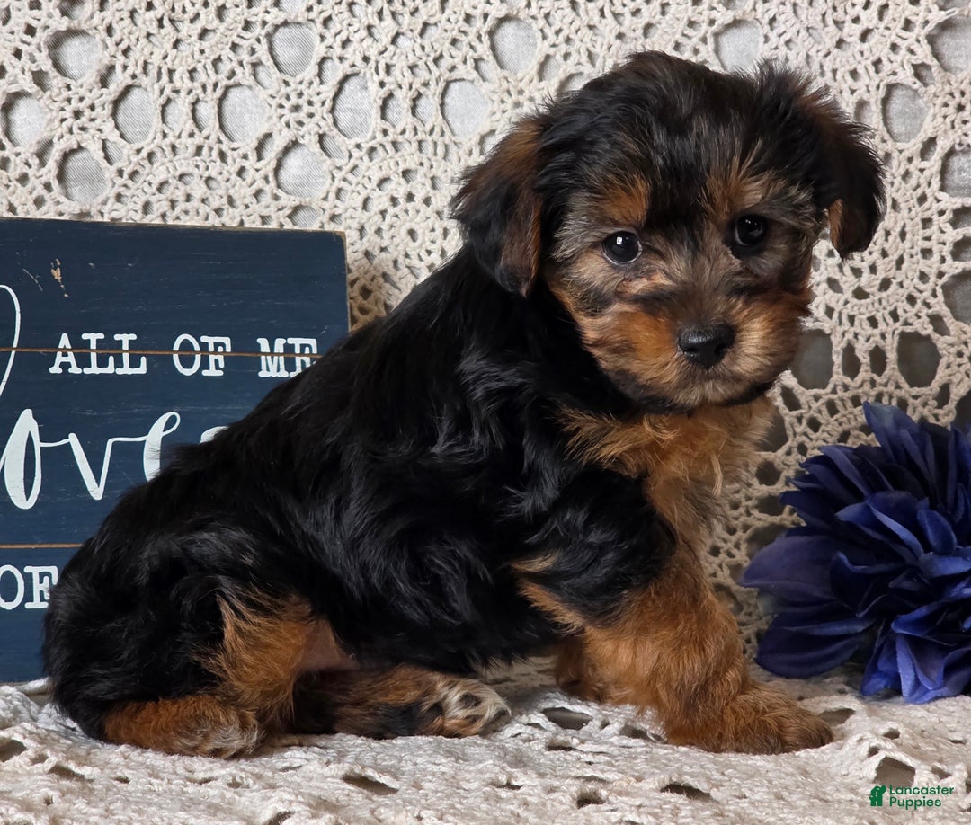 Yorkiepoo dogs for sale: Elvis - Ad 7
