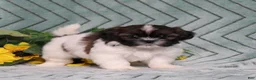 Shih Tzu dogs for sale: Irving - Ad 1