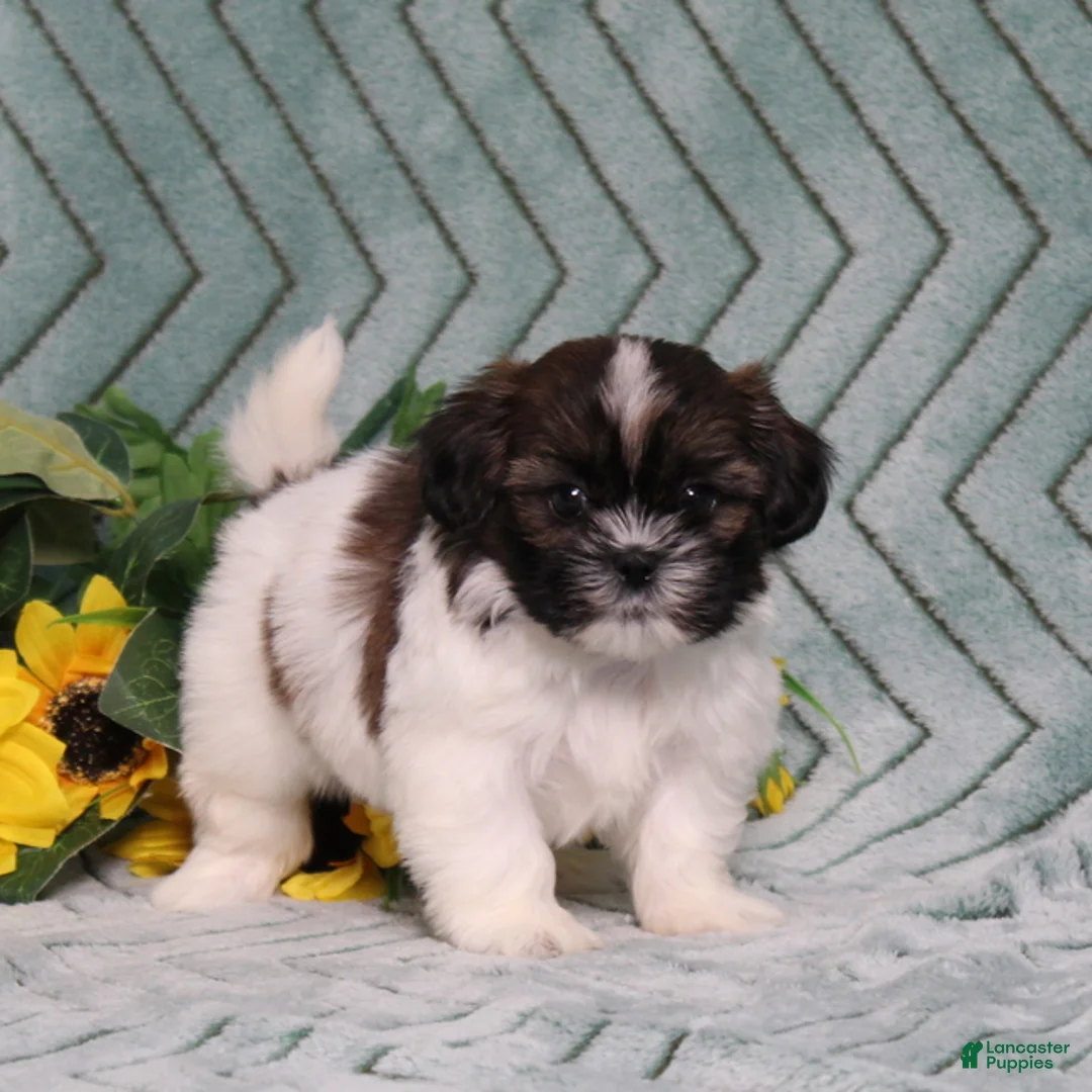 Shih Tzu dogs for sale: Irving - Ad 1