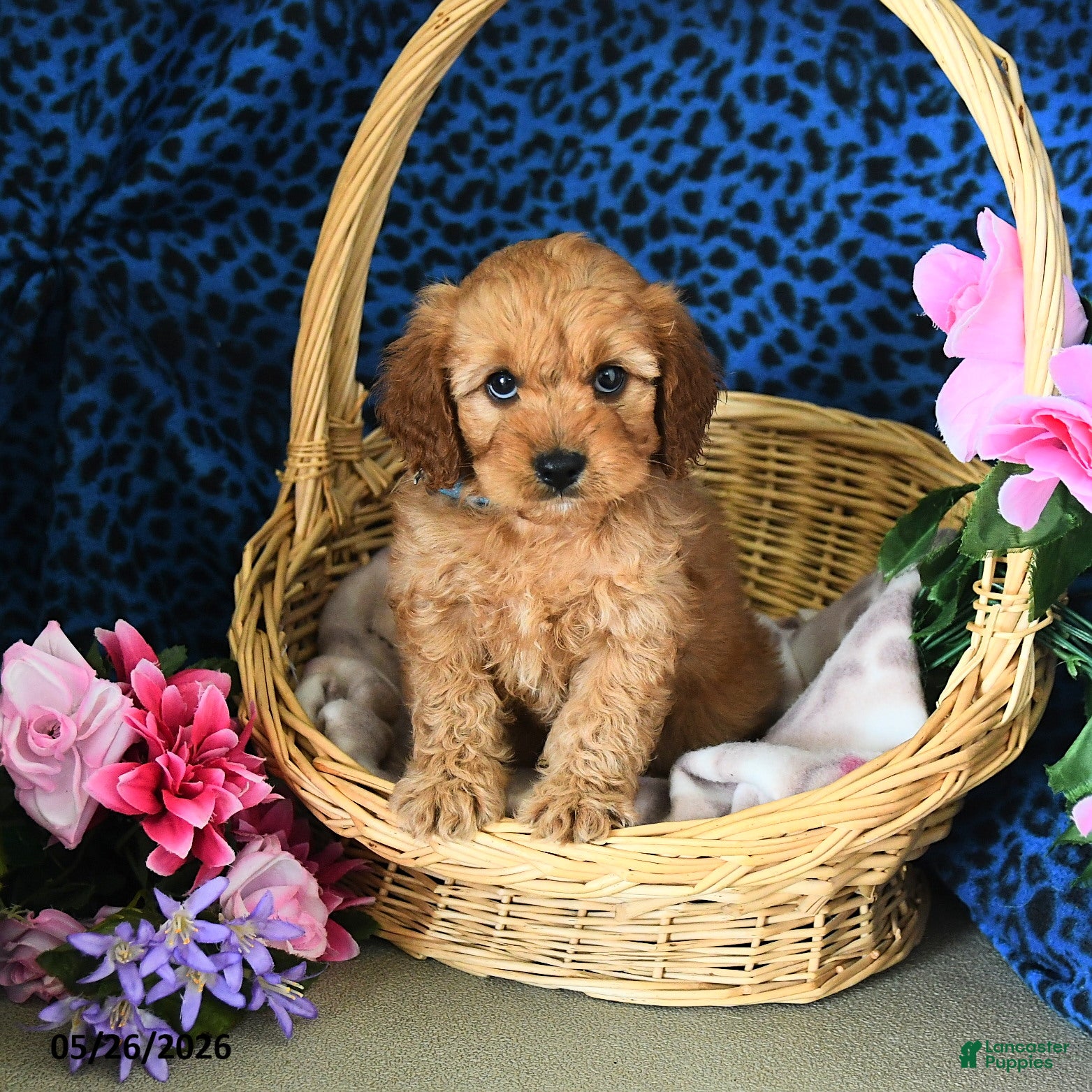 Cavapoo dogs Cameron - Ad 1