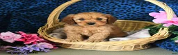 Cavapoo dogs for sale: Cameron - Ad 1