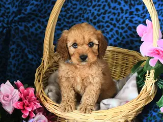 Cavapoo dogs for sale: Cameron - Ad 2