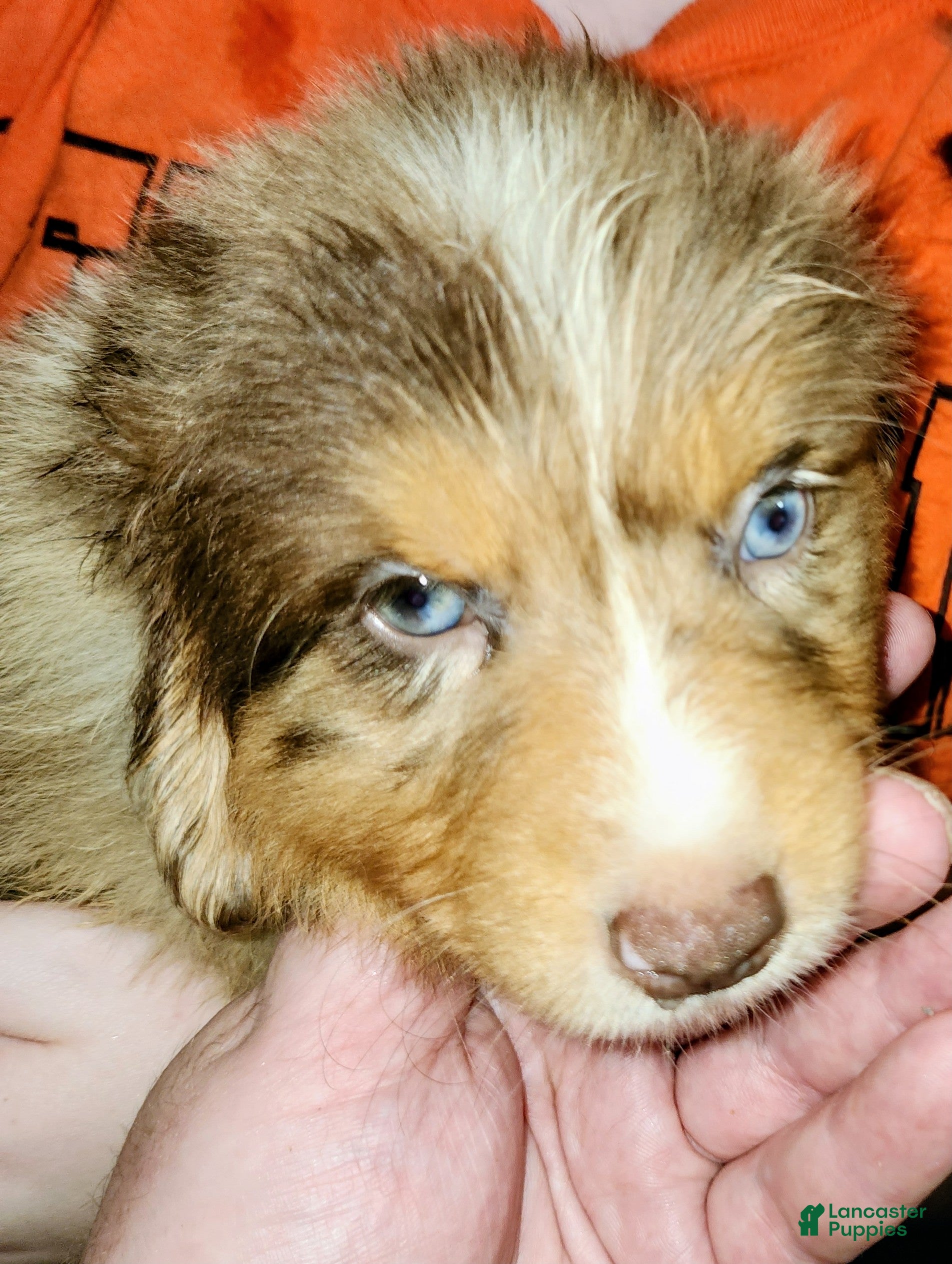 Australian Shepherd dogs Chris - Ad 2