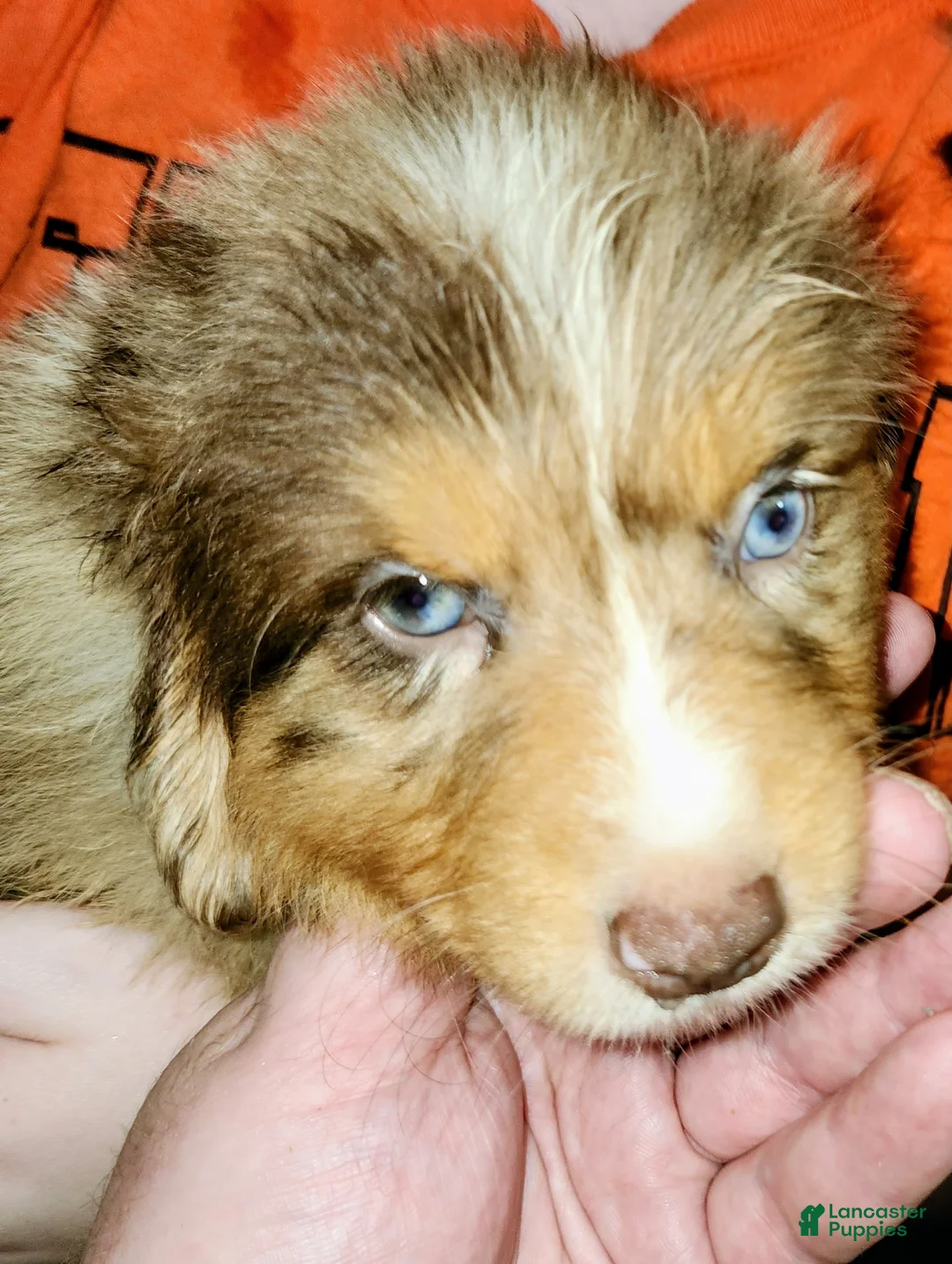 Australian Shepherd dogs for sale: Chris - Ad 2