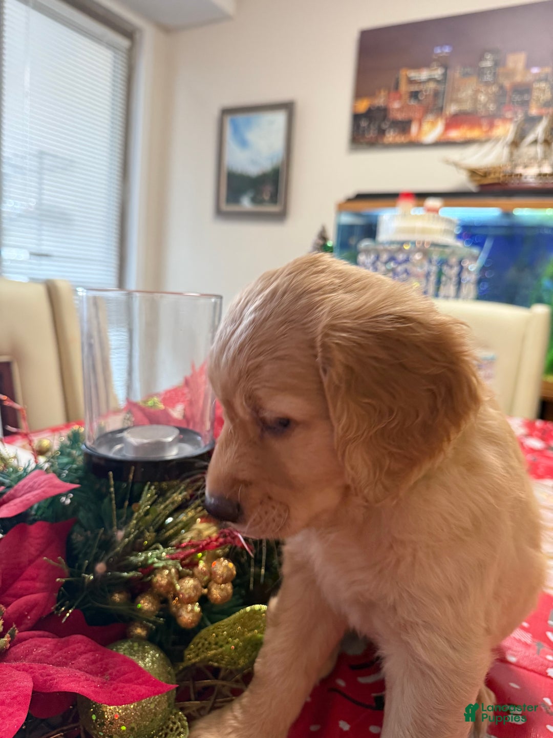 Golden Retriever dogs for sale: Golden Retriever Puppy 1 - Ad 1