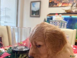 Golden Retriever dogs Golden Retriever Puppy 1 - Ad 29