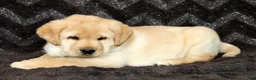 Labrador Retriever dogs for sale: Buster - Ad 8