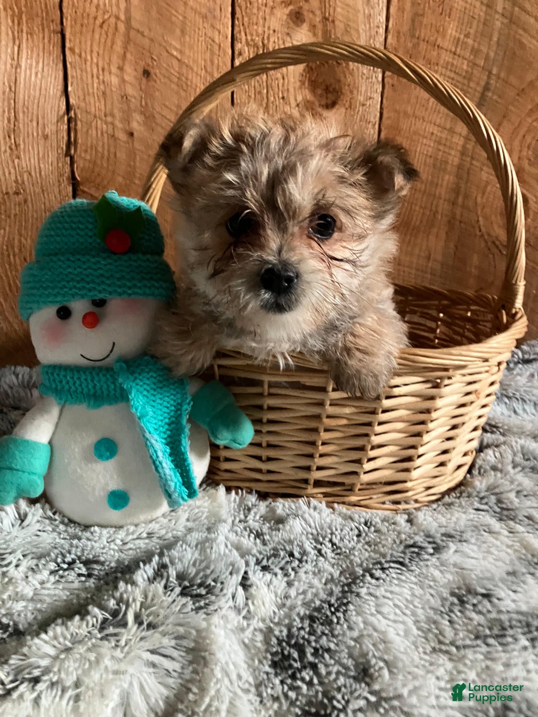 Morkie dogs for sale: Daisy - Ad 2