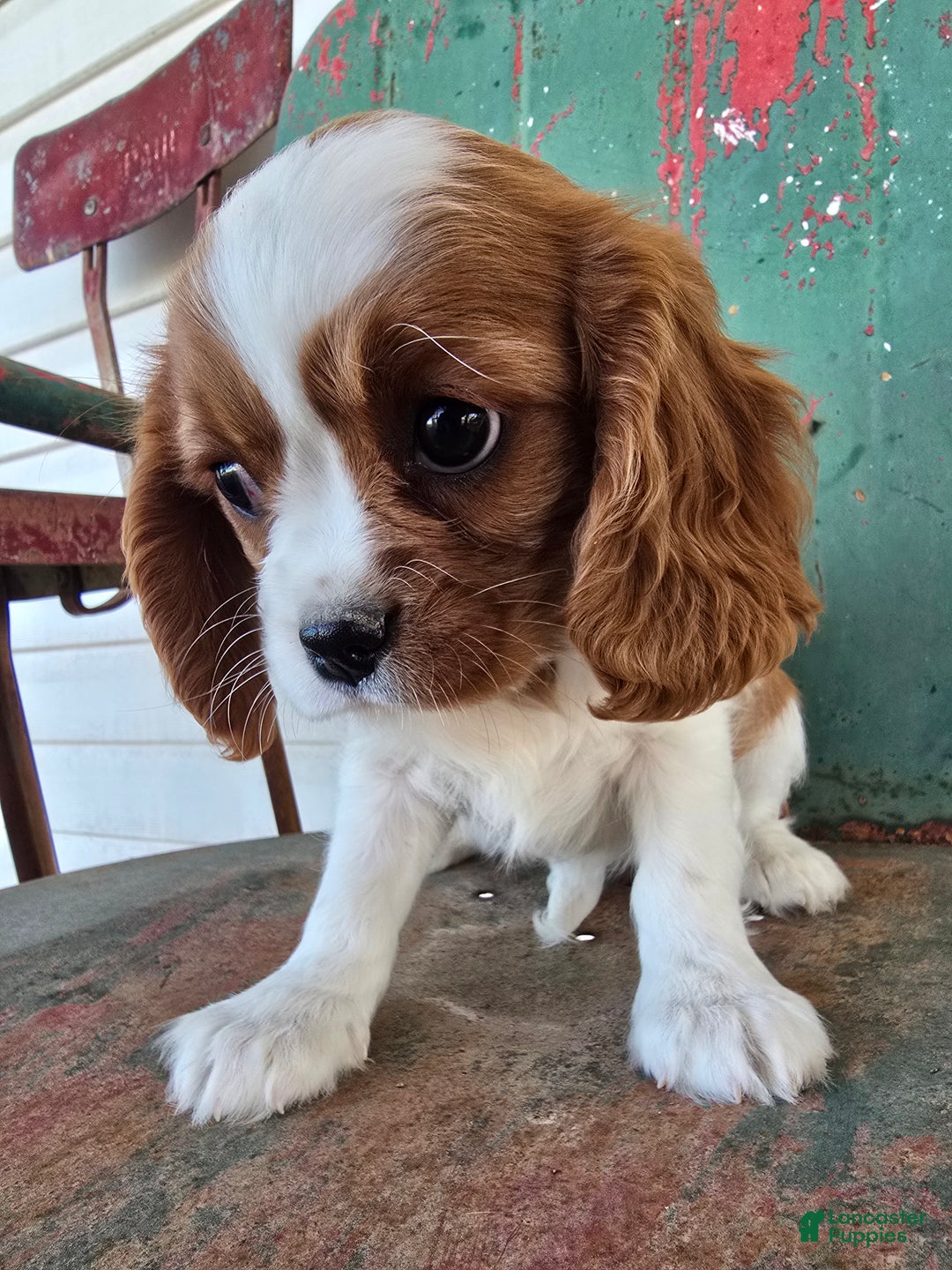 Cavalier King Charles Spaniel dogs for sale: Saphire Female pup - Ad 2