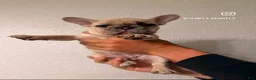 French Bulldog dogs for sale: Ocean - Ad 2