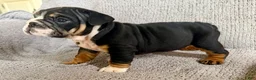 English Bulldog dogs for sale: Tia - Ad 3