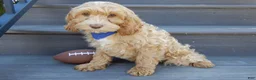 Cockapoo dogs for sale: Bingo - Ad 5