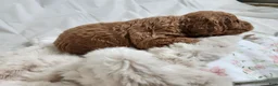 Cavapoo dogs for sale: Felicity  - Ad 3