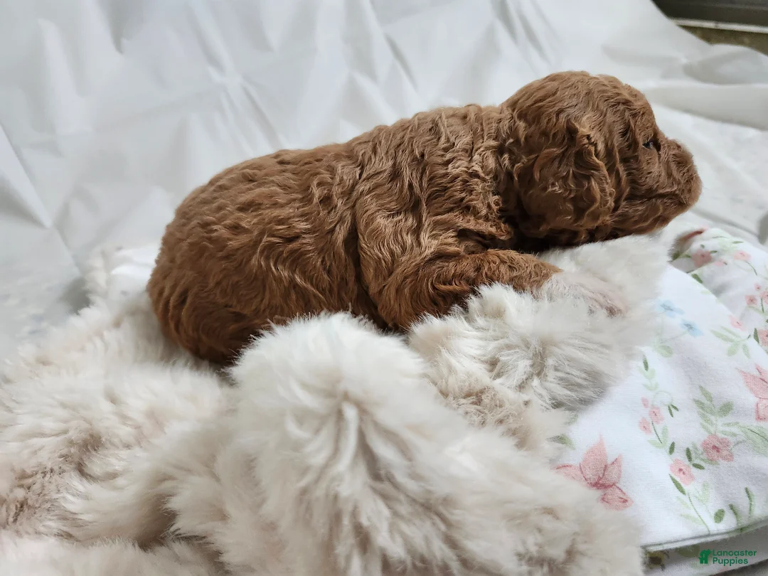 Cavapoo dogs for sale: Felicity  - Ad 3