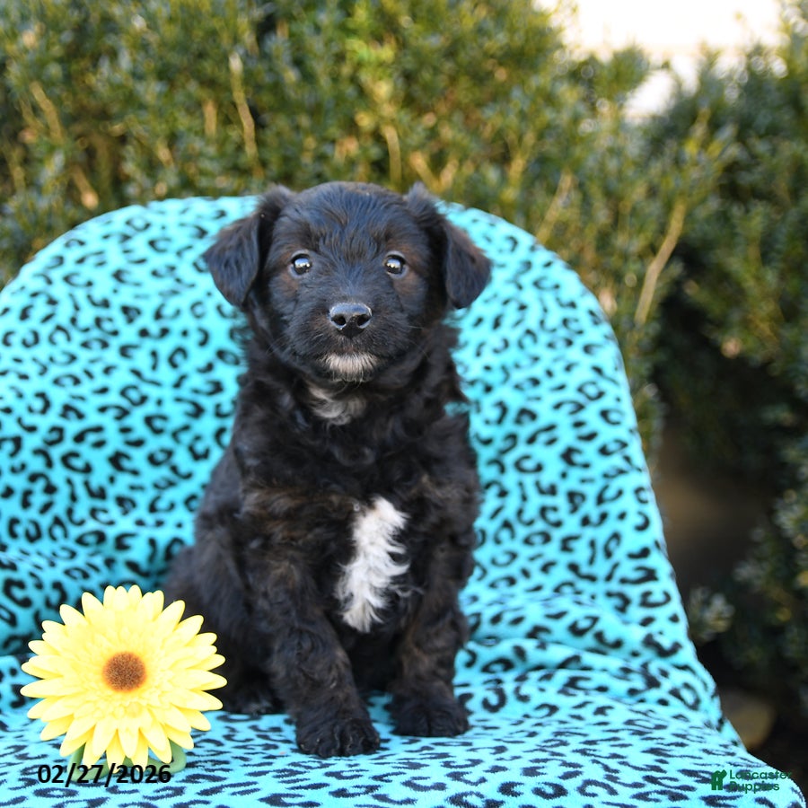 Mixed Breed dogs Lilly - Ad 1