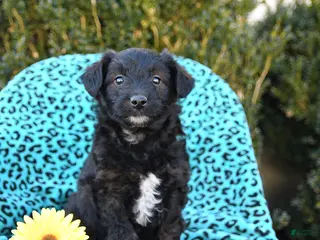 Mixed Breed dogs for sale: Lilly - Ad 3