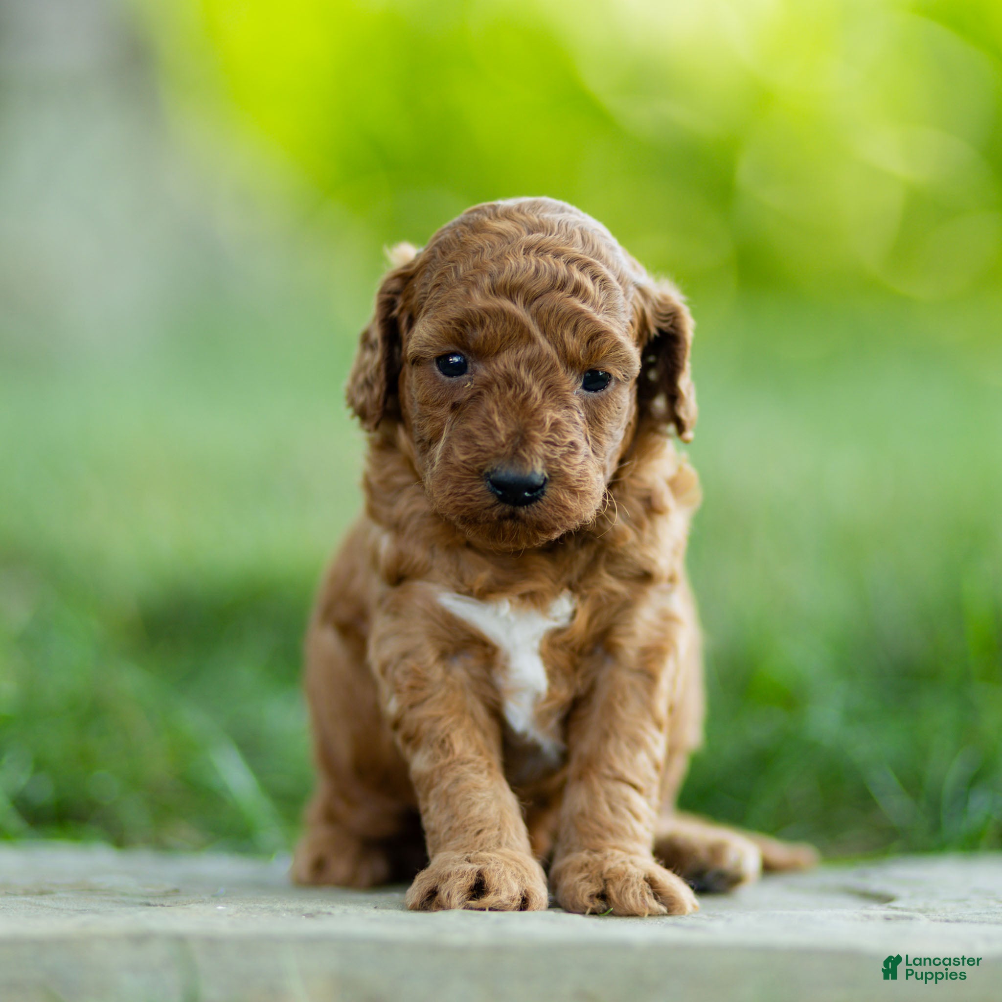 Labradoodle dogs Winnie Labradoodle  - Ad 1