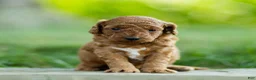Labradoodle dogs for sale: Winnie Labradoodle  - Ad 1