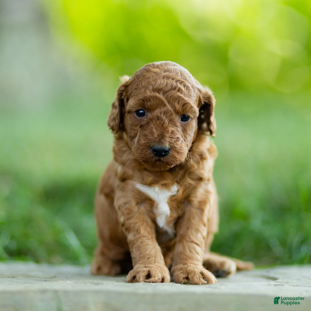 Labradoodle dogs for sale: Winnie Labradoodle  - Ad 1