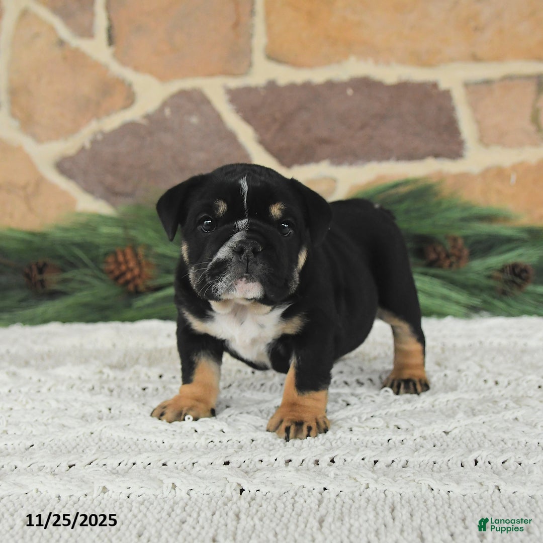 English Bulldog dogs for sale: Mocha Latte - Ad 4