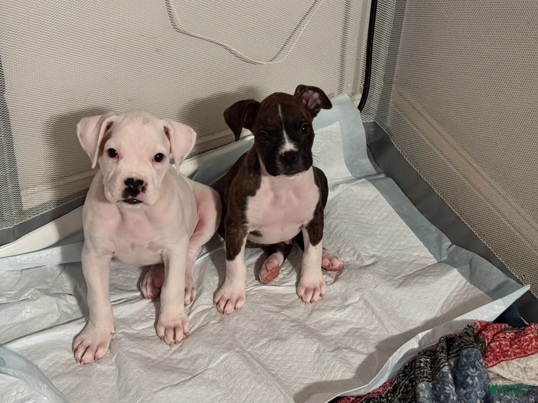 Boxer dogs for sale: Spot - Ad 4