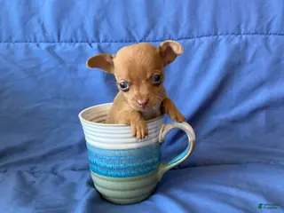 Chihuahua dogs Finn - Ad 40