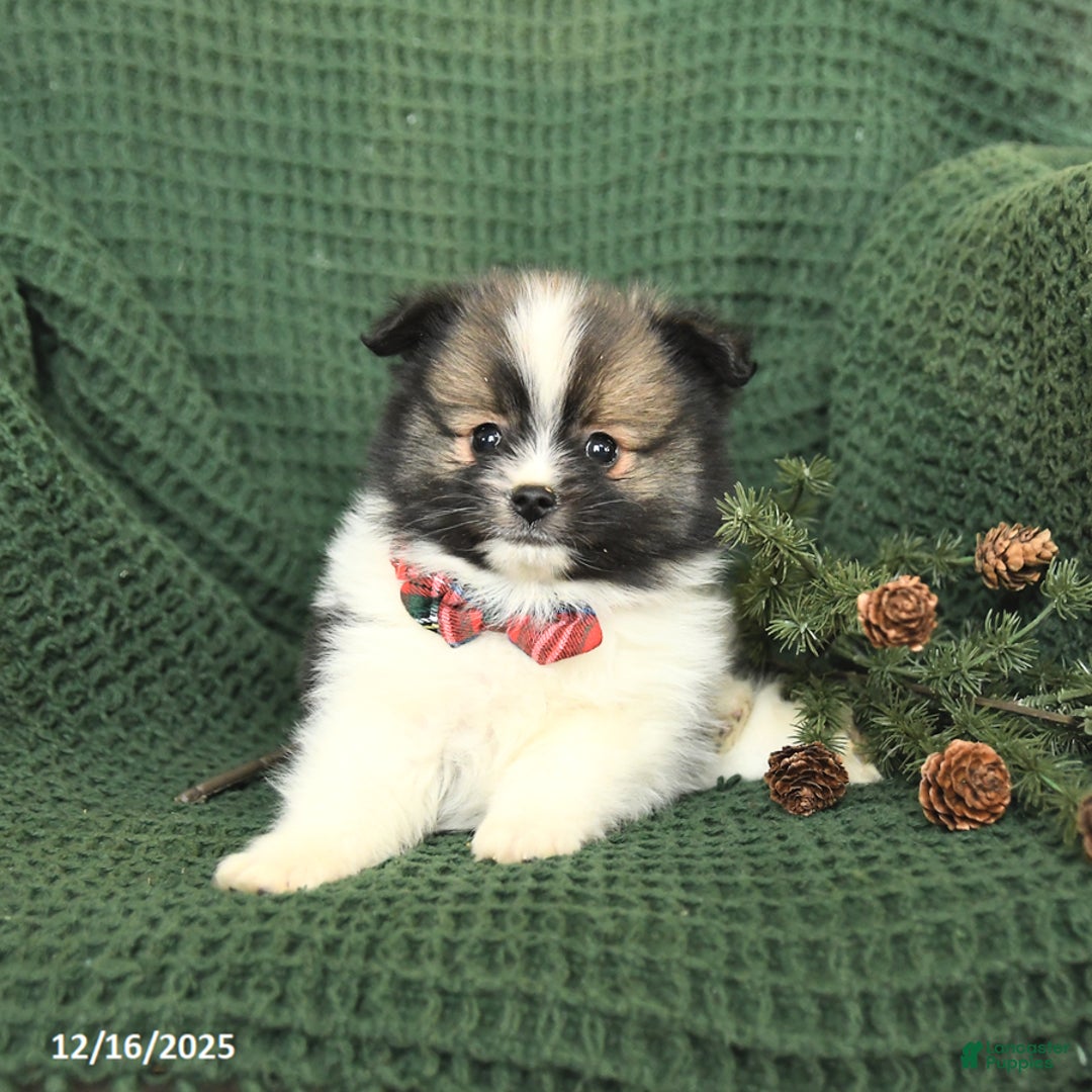 Pomeranian dogs for sale: Dallas - Ad 2