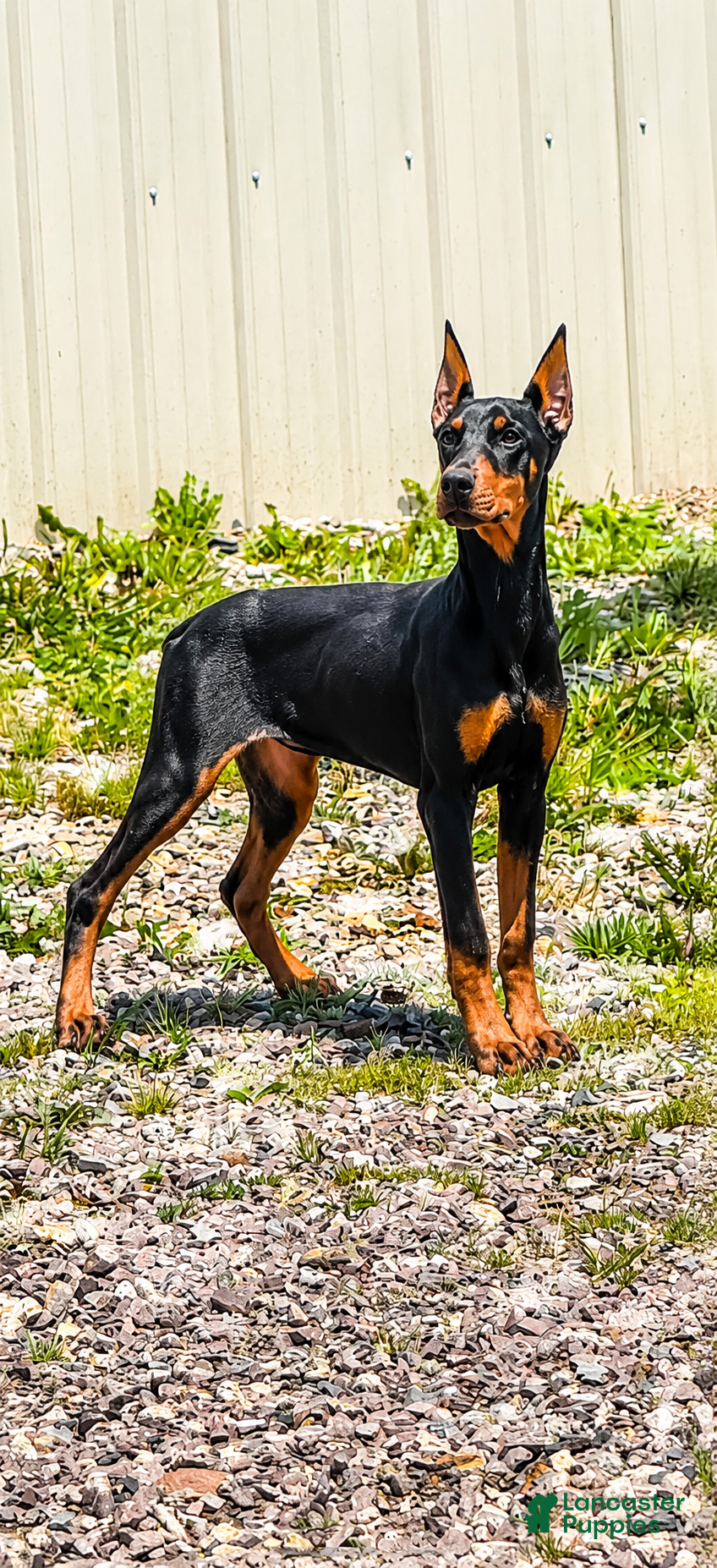 Doberman Pinscher dogs Doberman Pinscher 1 - Ad 37