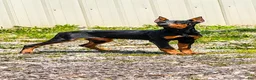 Doberman Pinscher dogs for sale: Doberman Pinscher 1 - Ad 1