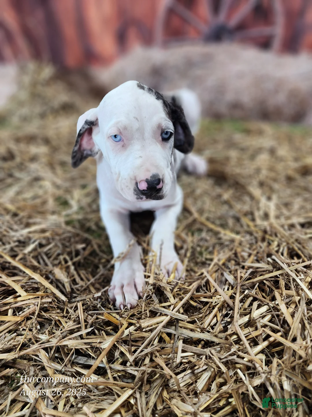 Catahoula Leopard Dog dogs for sale: Angel 2025 Female 1 - Ad 4