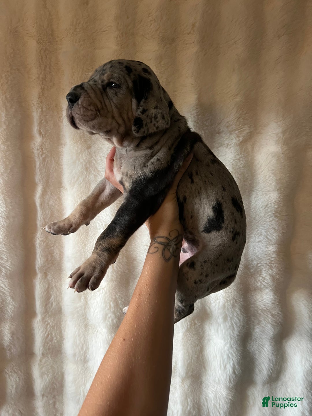 Great Dane dogs for sale: Giant  - Ad 2
