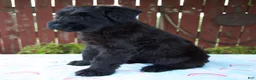 Giant Schnauzer dogs for sale: Lorraine - Ad 5