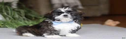 Shih Tzu dogs for sale: Charles - Ad 3