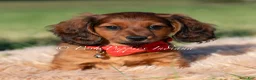 Miniature Dachshund dogs for sale: Shortstack AKC - Ad 3