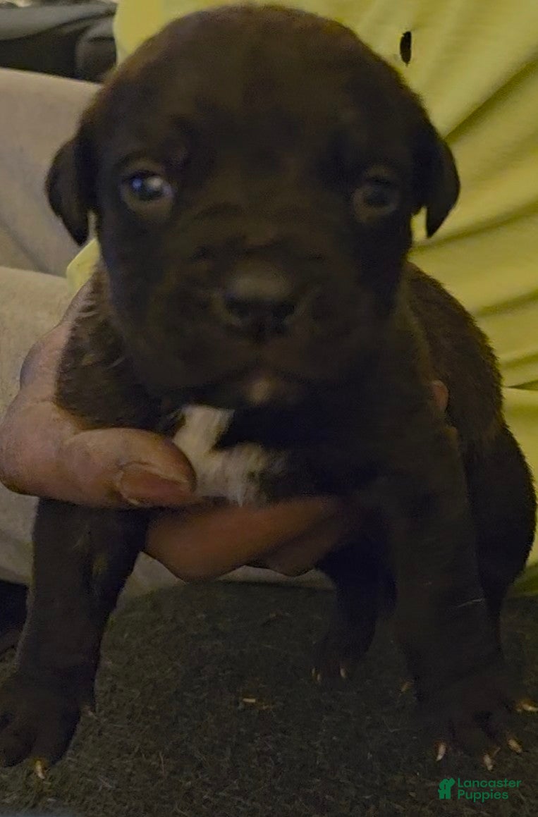 Mixed Breed dogs Mixed Breed Puppy 4 - Ad 1