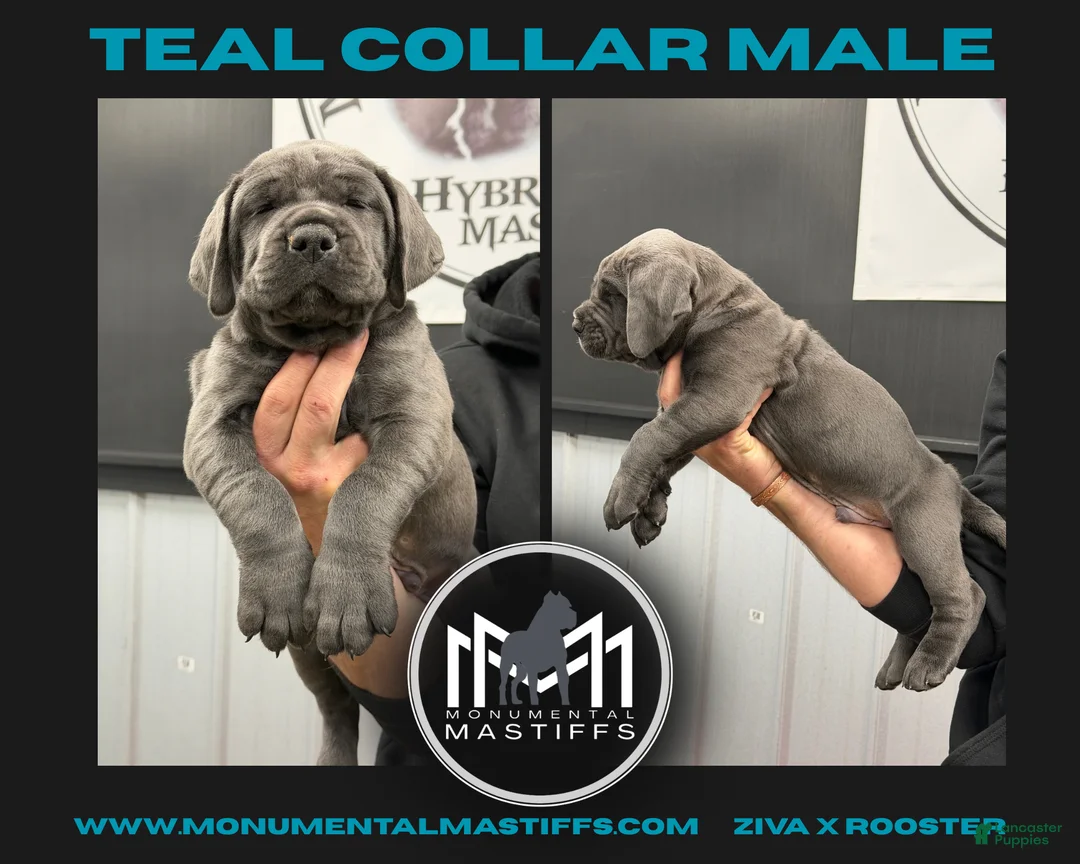 Mixed Breed dogs for sale: Teal Collar Male - Ad 2