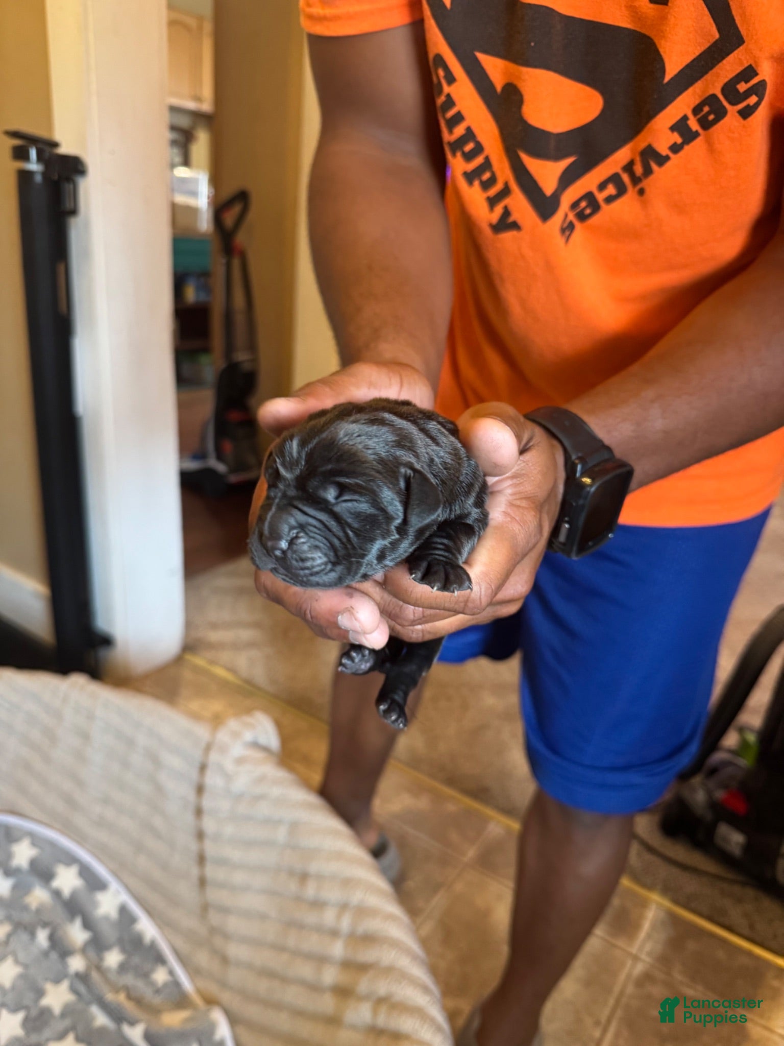 Cane Corso dogs for sale: Cane Corso 5 - Ad 1