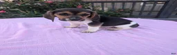 Beagle dogs for sale: Sandy - Ad 3