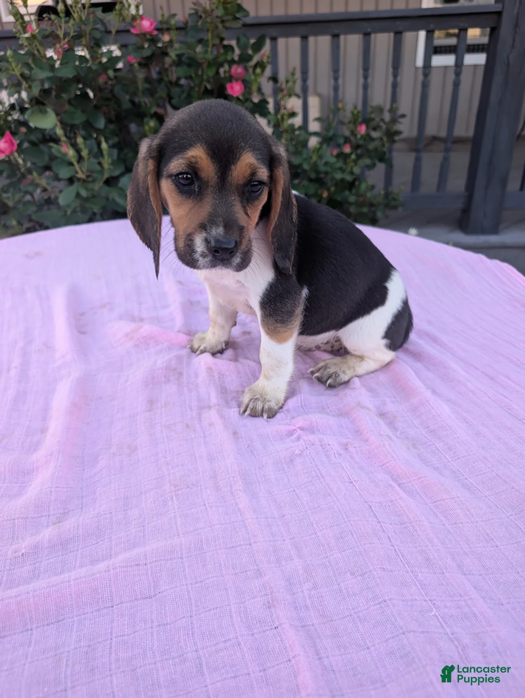 Beagle dogs for sale: Sandy - Ad 3