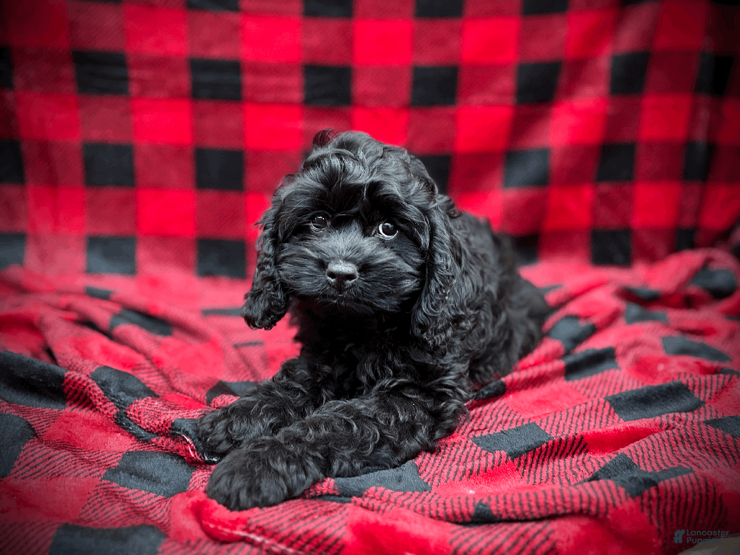 Cockapoo dogs for sale: Cider - Ad 1