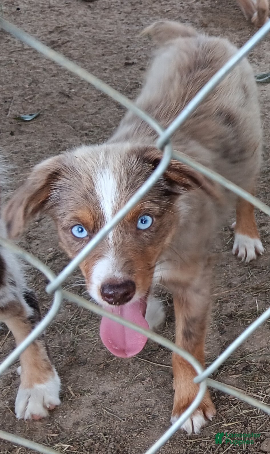 Toy Australian Shepherd dogs Toy Australian Shepherd 1 - Ad 21