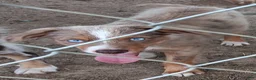 Toy Australian Shepherd dogs for sale: Toy Australian Shepherd 1 - Ad 1