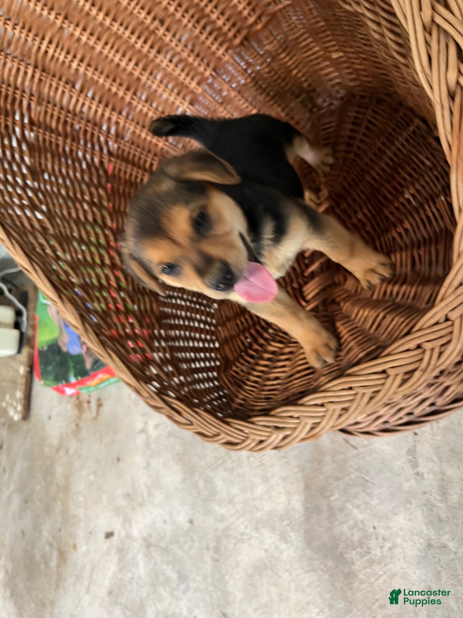 Golden Shepherd dogs Daisy  - Ad 2