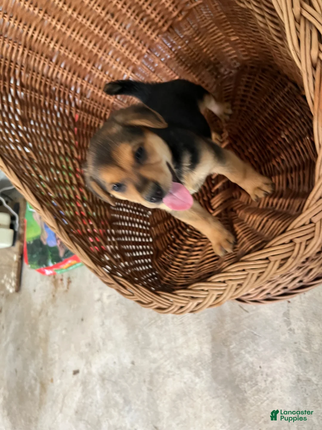 Golden Shepherd dogs for sale: Daisy  - Ad 2