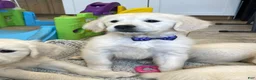 Golden Retriever dogs for sale: Creme Brulé - Ad 4