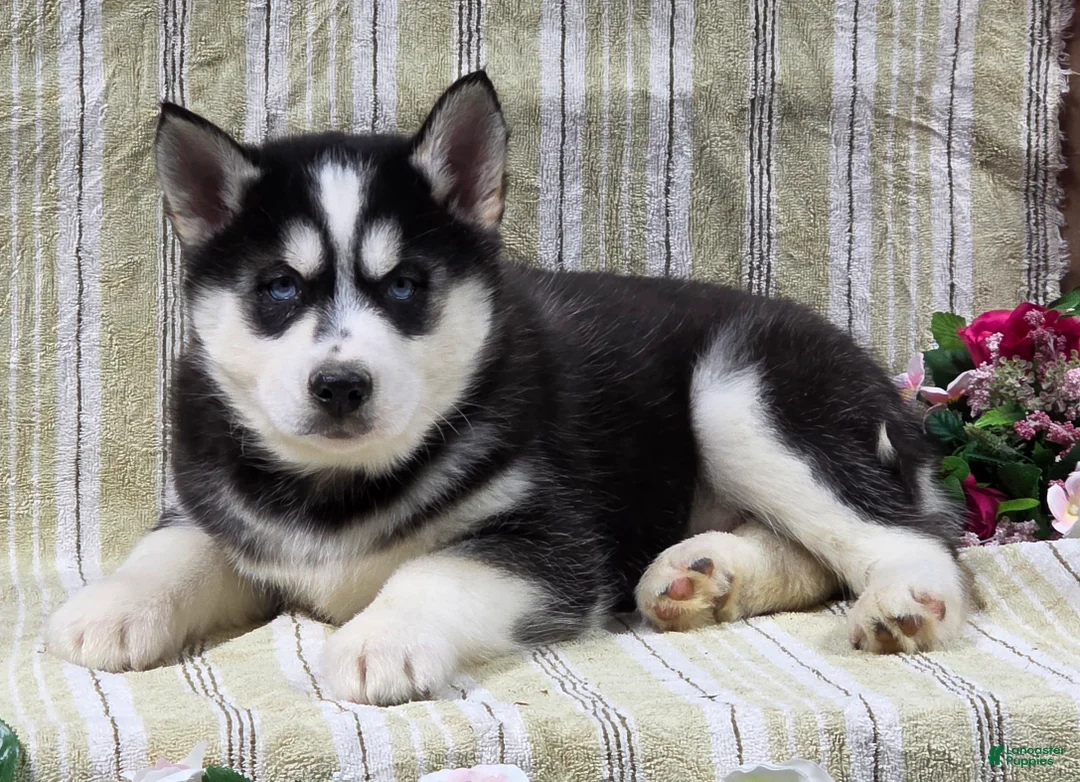 Siberian Husky dogs for sale: Dillon - Ad 7