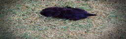 Havapoo dogs for sale: Kricket - Ad 8