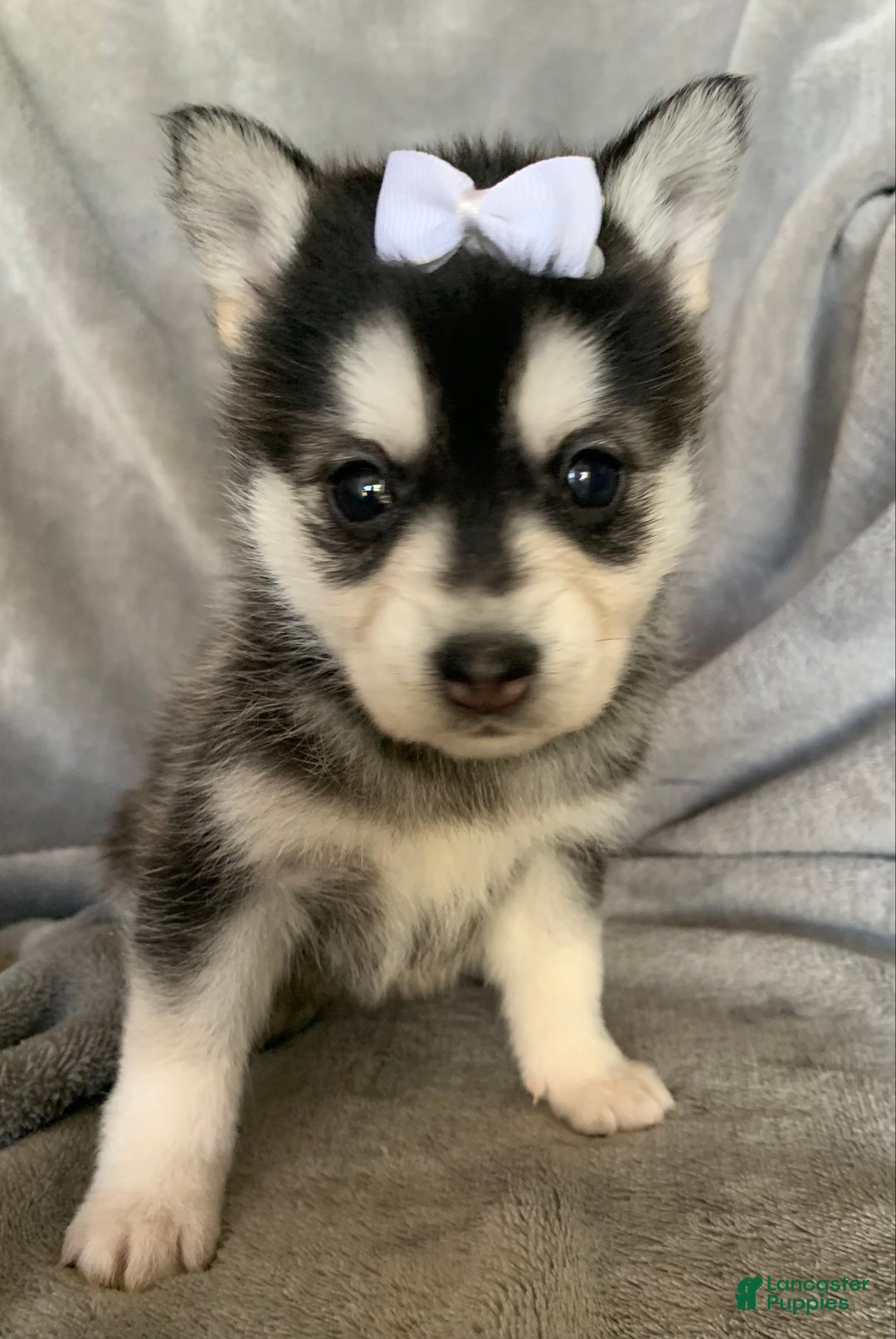 Alaskan Klee Kai dogs for sale: Petite Toy Husky~ Amazing Petunia~!!! - Ad 9