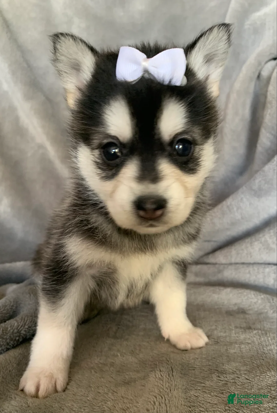 Alaskan Klee Kai dogs for sale: Petite Toy Husky~ Amazing Petunia~!!! - Ad 9