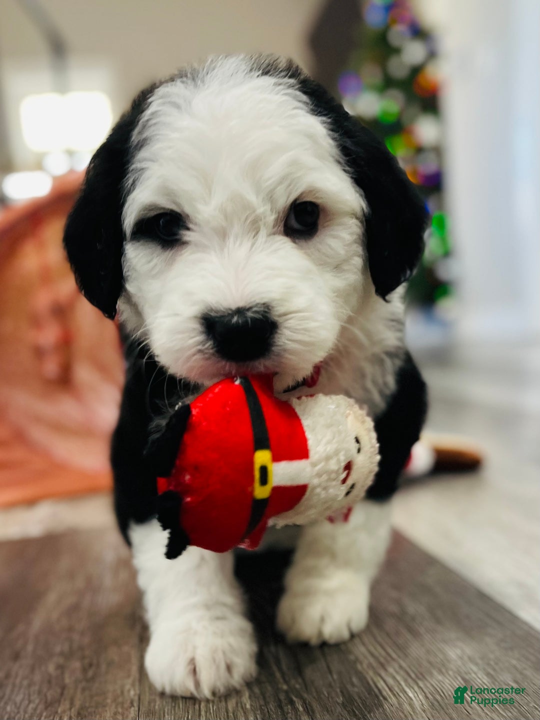 Sheepadoodle dogs for sale: Sheepadoodle Puppy 6 - Ad 8